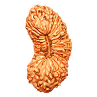 26 Mukhi Rudraksha